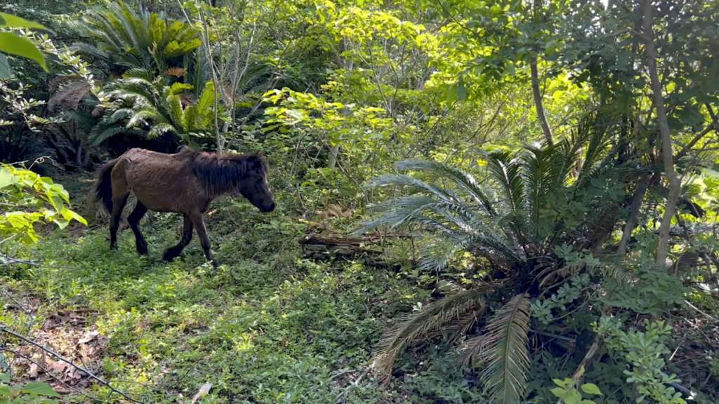 トカラ馬 開聞山麓自然公園 トカラ馬放牧場 森の中へ