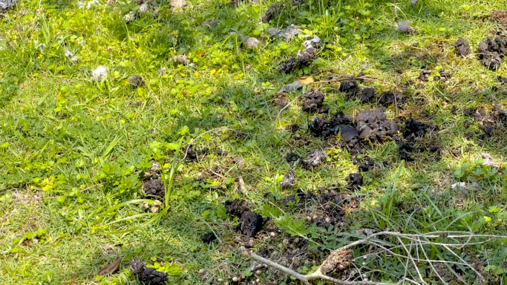 トカラ馬 開聞山麓自然公園 トカラ馬放牧場 糞