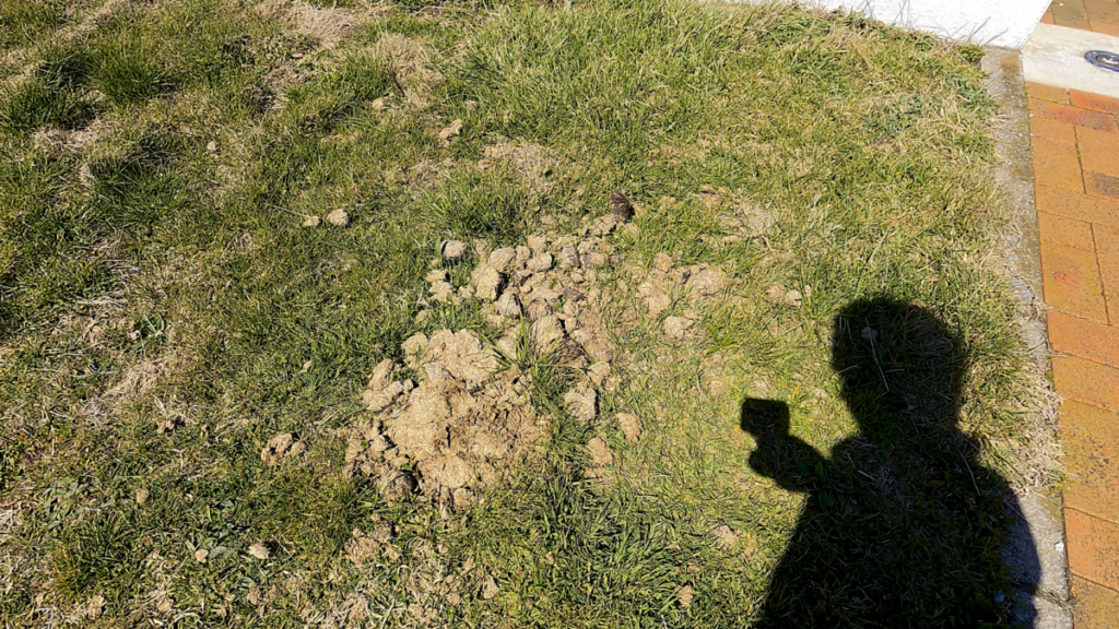 寒立馬 尻屋崎放牧場 尻屋埼灯台 馬糞