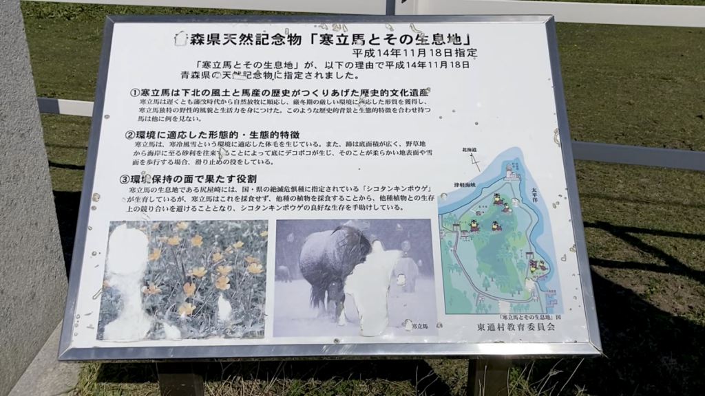 寒立馬 県天然記念物