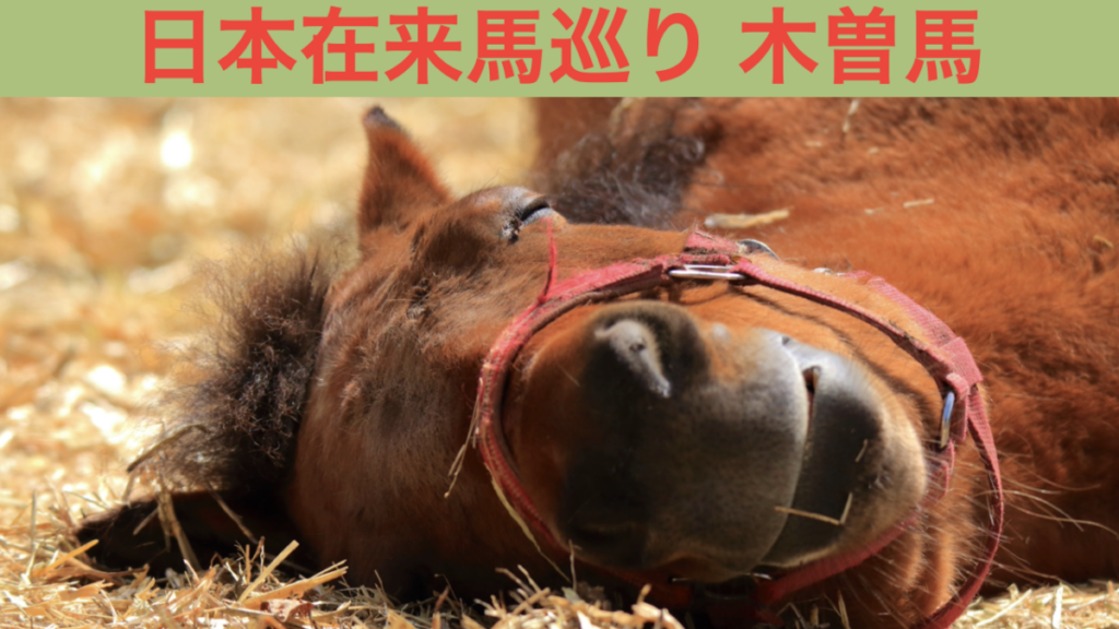 日本在来馬巡り 木曽馬 アイキャッチ画像