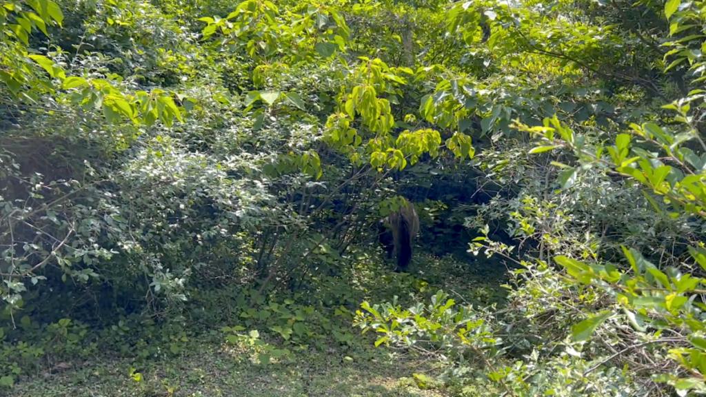 トカラ馬 開聞山麓自然公園 トカラ馬放牧場 さらに森の中へ