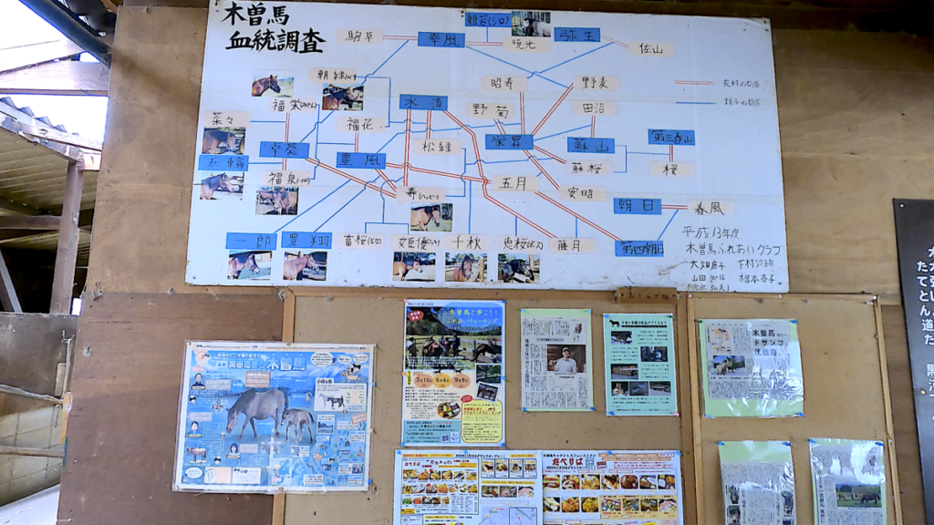 日本在来馬 木曽馬 木曽馬の里 厩舎内