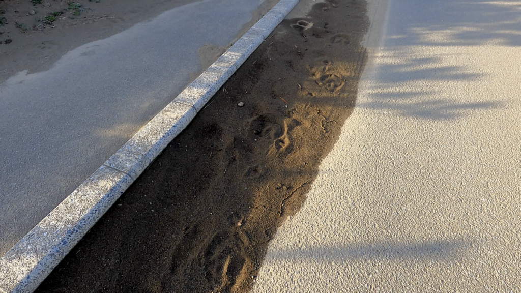 寒立馬 尻屋埼放牧場 夕方 道路上 足跡