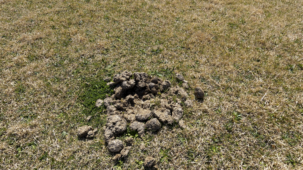 寒立馬 尻屋崎放牧場 馬糞