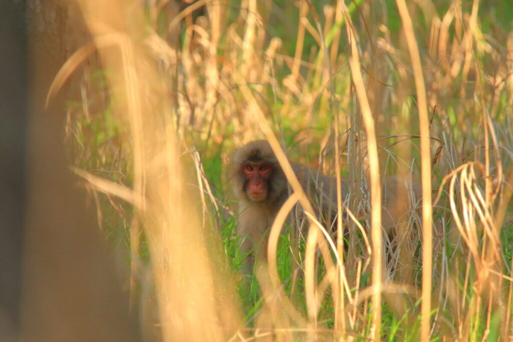 2019/05/23 足尾撮影 ニホンザル