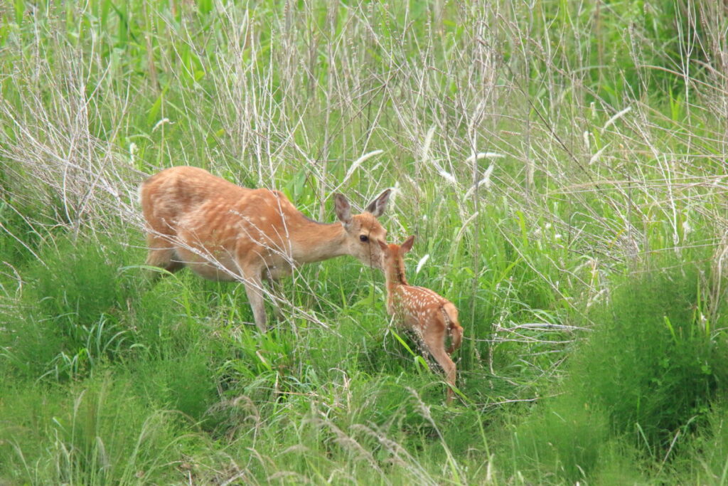 2019/06/18 足尾撮影 ニホンジカ