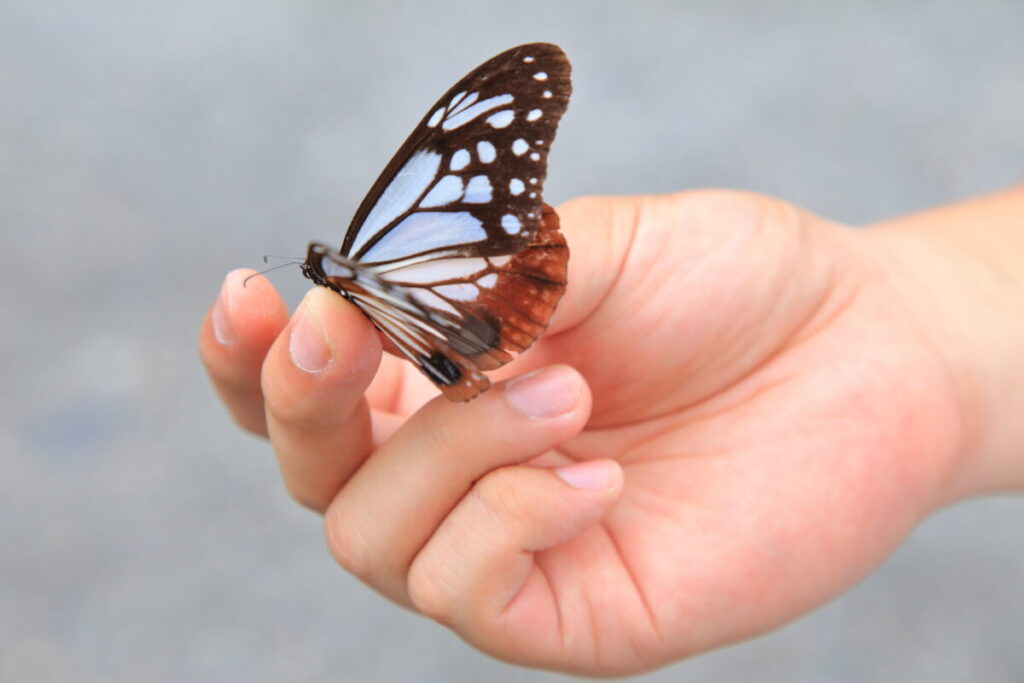 2019/07/17 足尾撮影 アサギマダラ