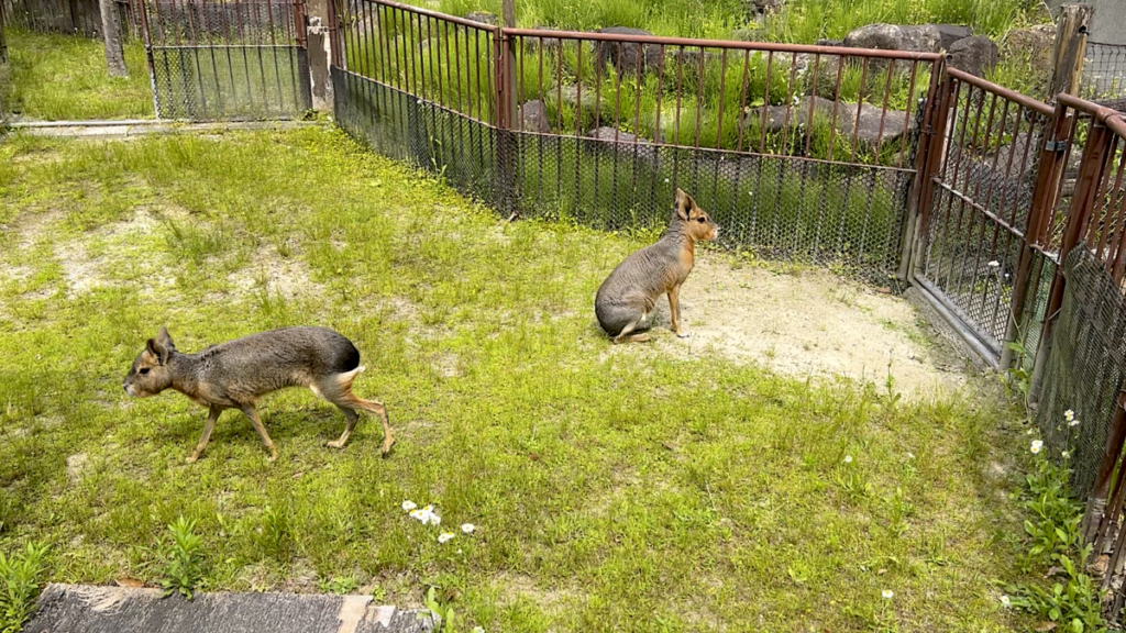 岡崎市東公園動物園のアイドル 動物ふれあい広場 マーラ