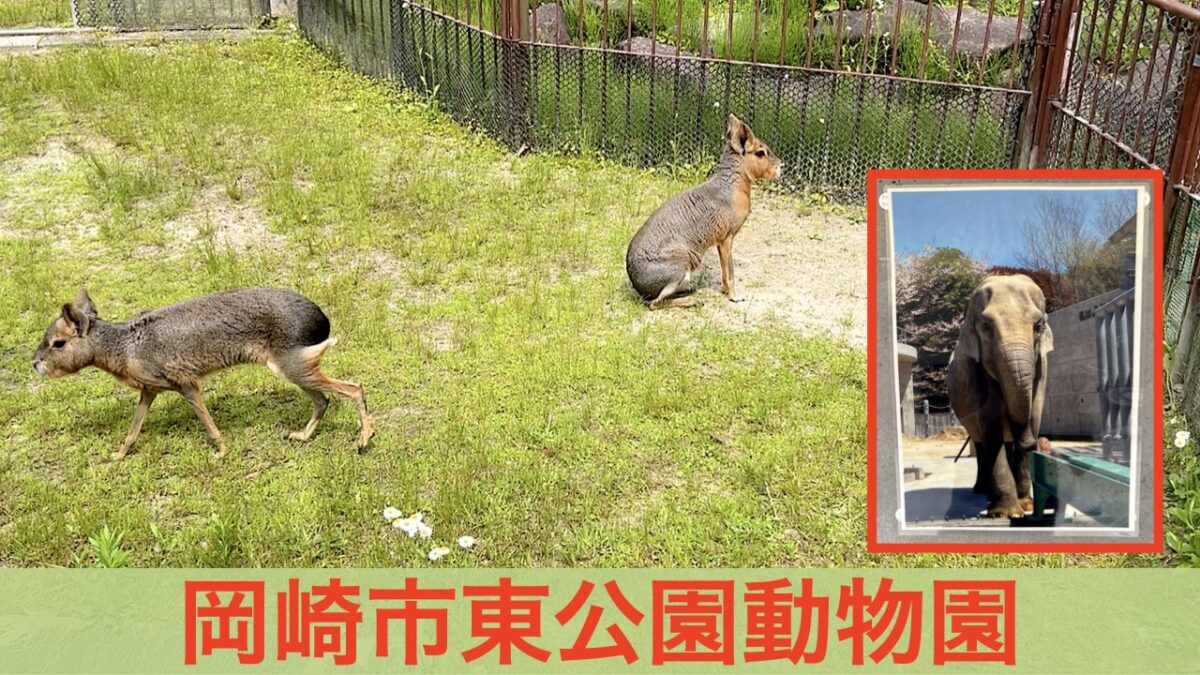 岡崎市東公園動物園 アイキャッチ画像