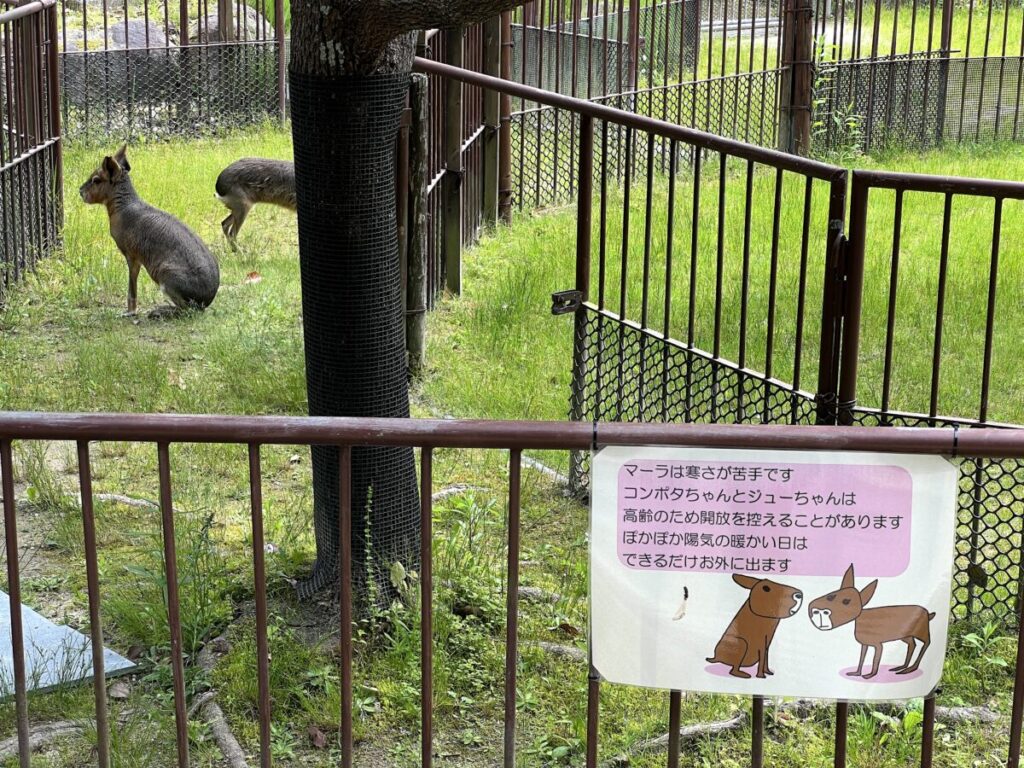 岡崎市東公園動物園 動物ふれあい広場 マーラ