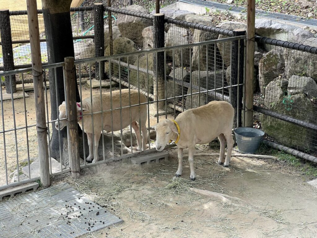 岡崎市東公園動物園 動物ふれあい広場 ヤギ