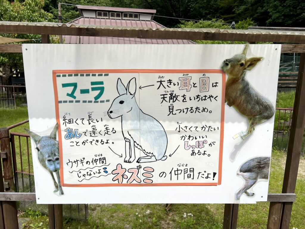 岡崎市東公園動物園 動物ふれあい広場 マーラ