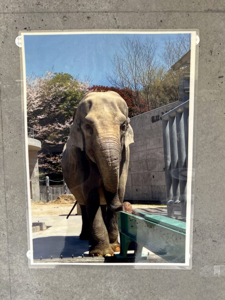 岡崎市東公園動物園 アジアゾウ ふじ子