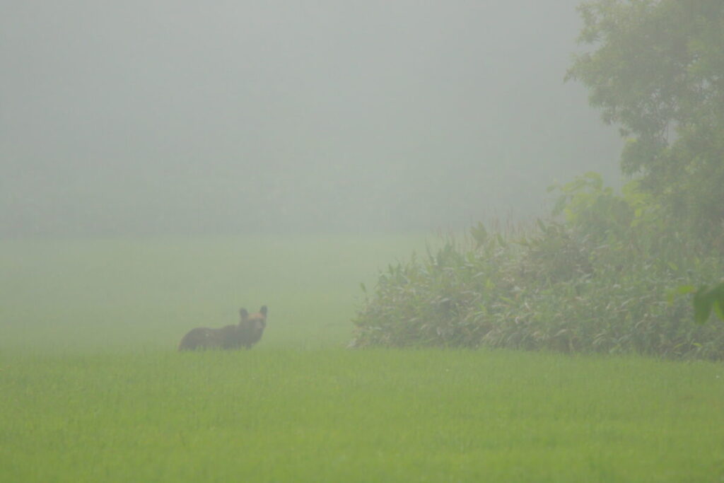 北海道 ヒグマ