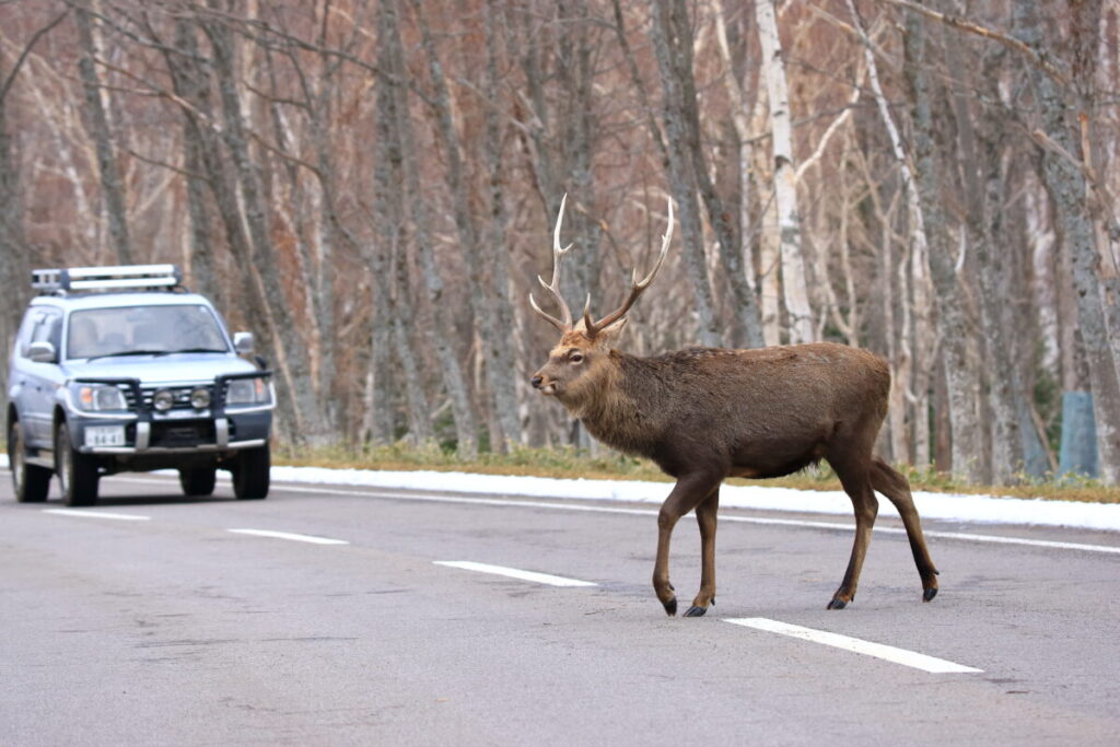 帯広空港 レンタカー ドライブ 野生動物 エゾシカ