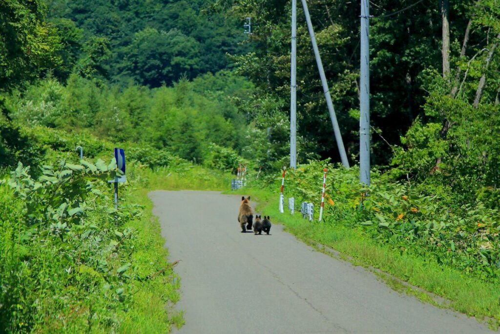 帯広空港 レンタカー ドライブ 野生動物 ヒグマ