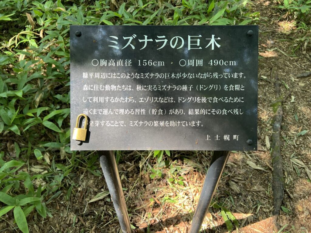 タウシュベツ川橋梁展望台 林道 ミズナラの巨木